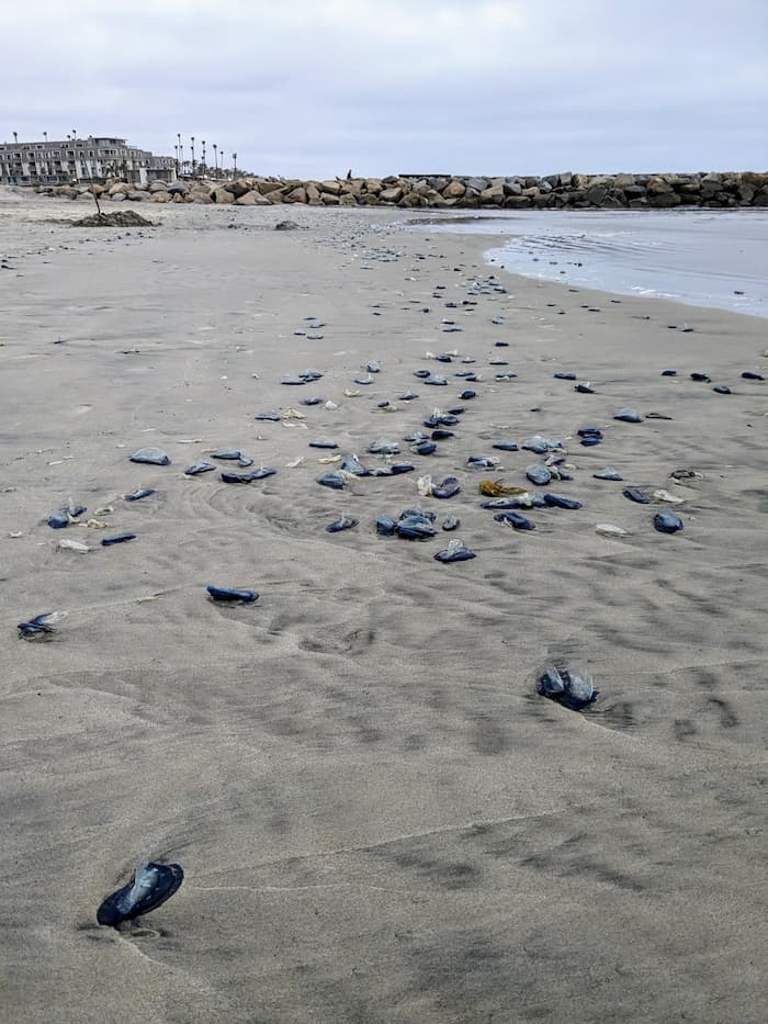 Section of beach with dozens of jellyfish like creatures where the waves stopped.