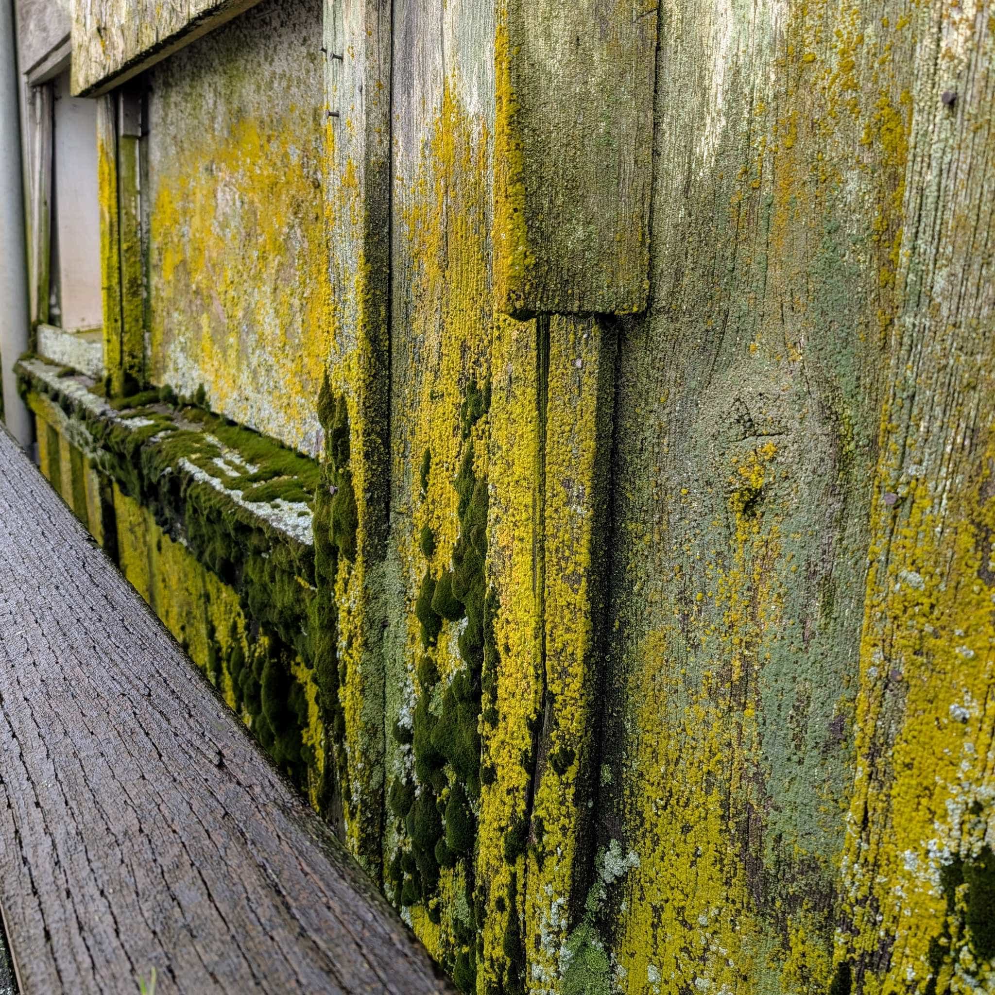 Wooden exterior wall covered in an array of mosses and lichen.
