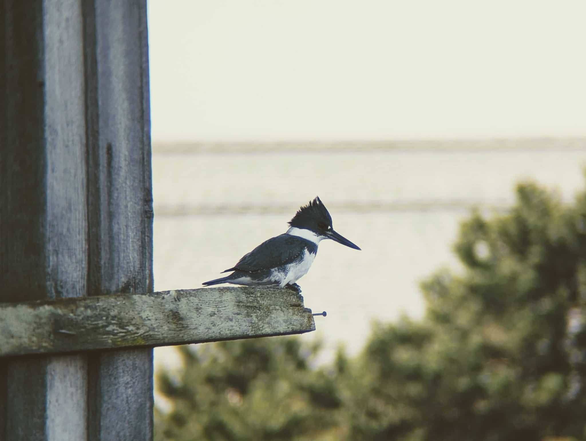 Dark moody photo of a kingfisher bird perched on a board off the edge of a building.