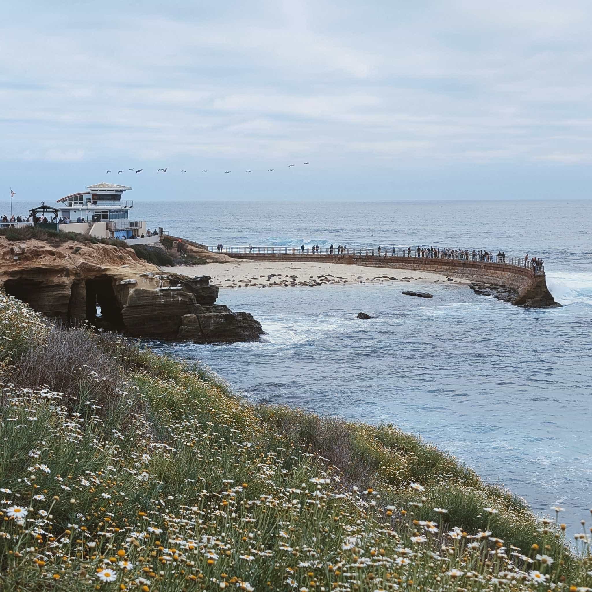 View from a wildflower covered clifftop out over water to a small ocean beach with seals protected by a pier.