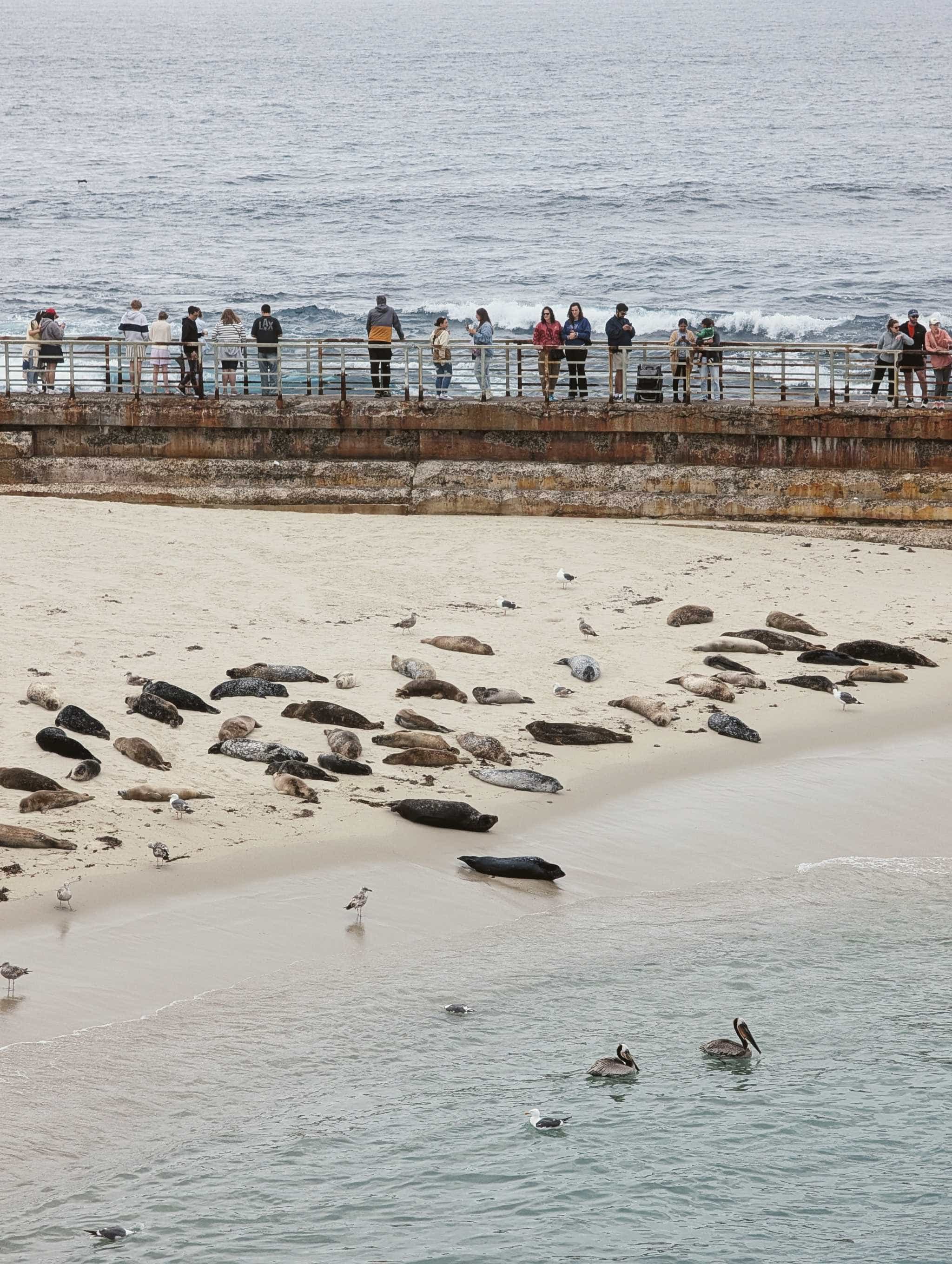 Closeup of a beach with seals, gulls, and pelicans. People watch from the pier.