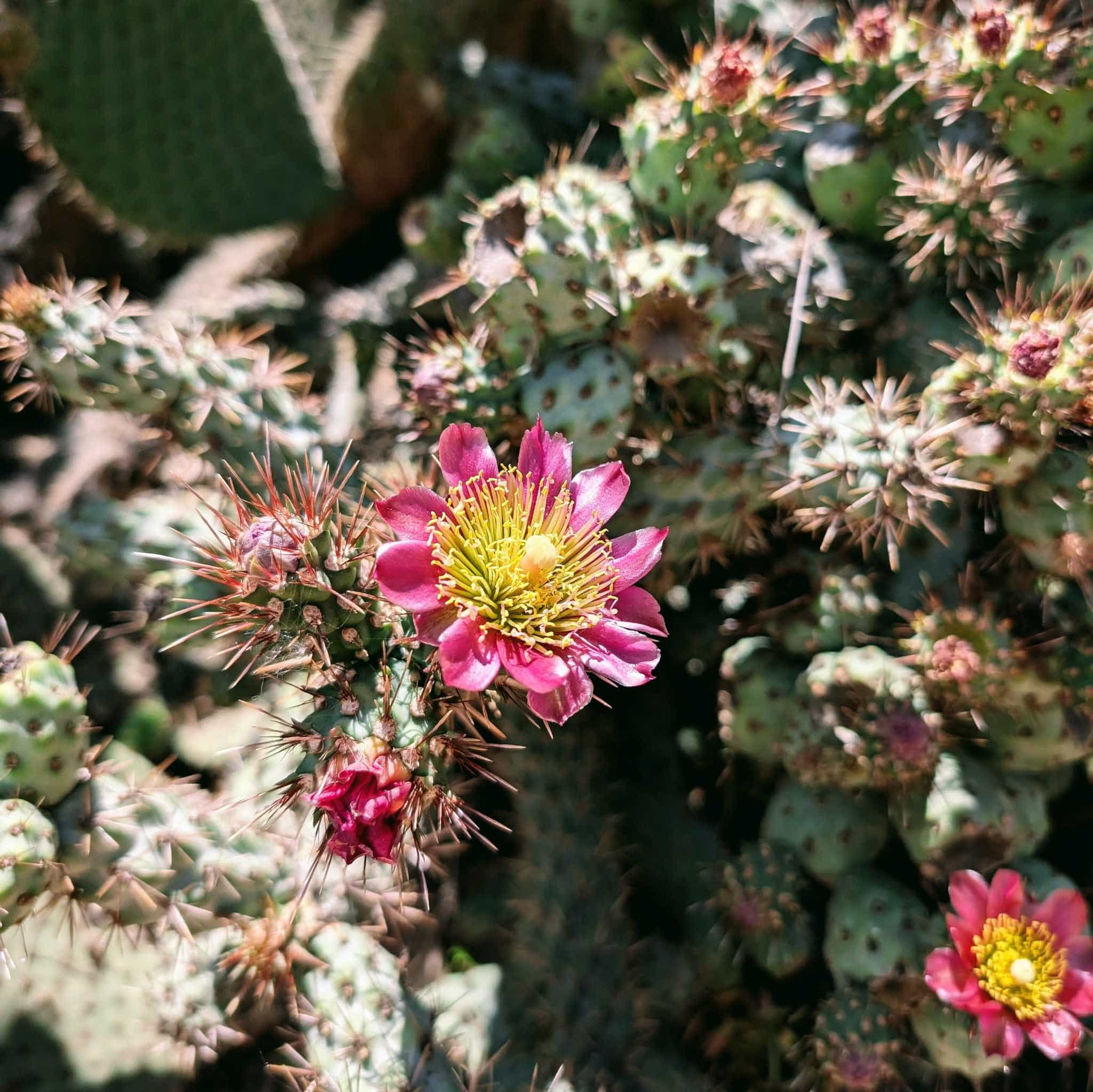 Macro photo of a cholla flower that dramatically changes from yellow to pink