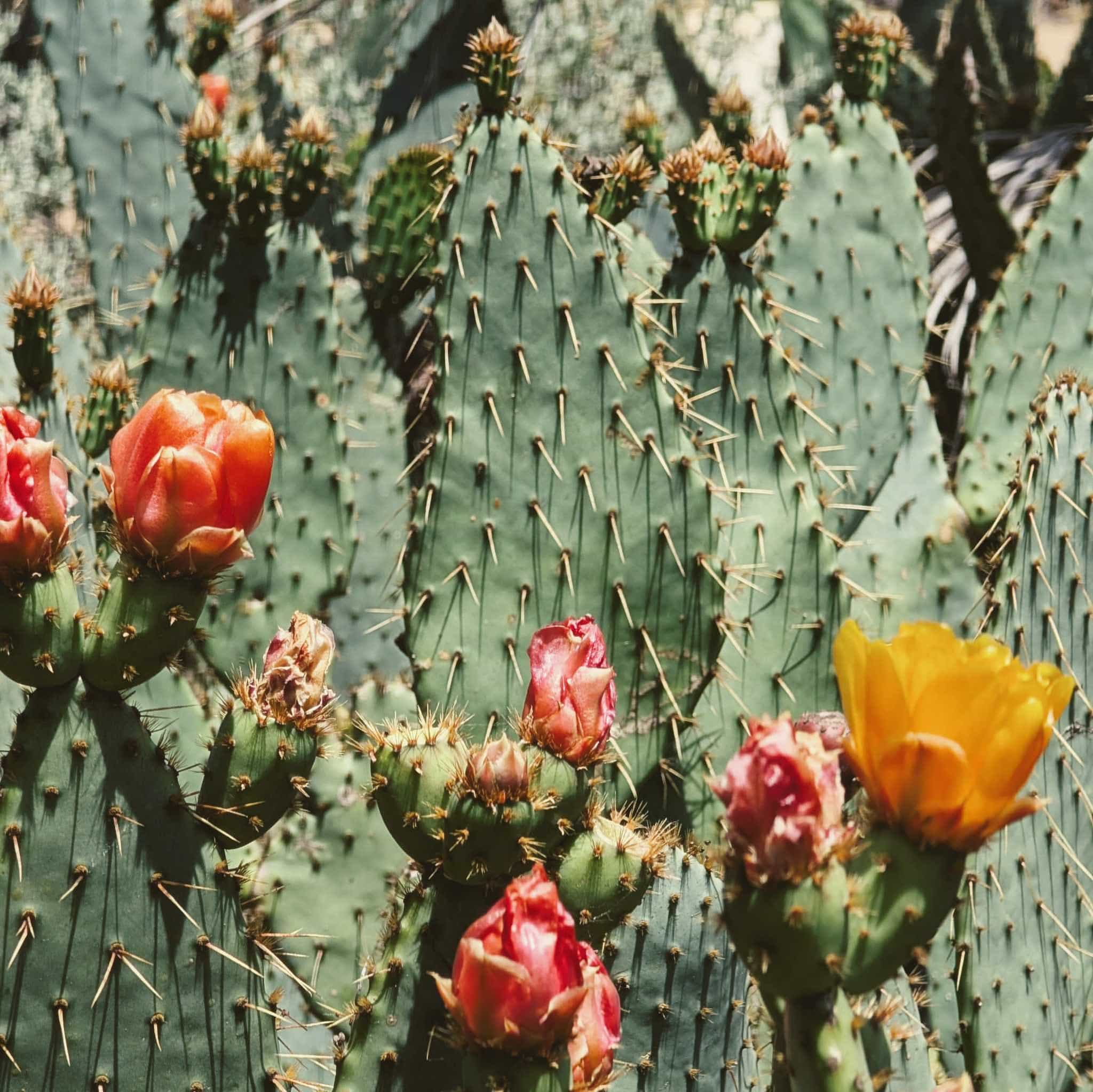 Zoomed in photo of a prickly pear with a series of flowers from red to orange