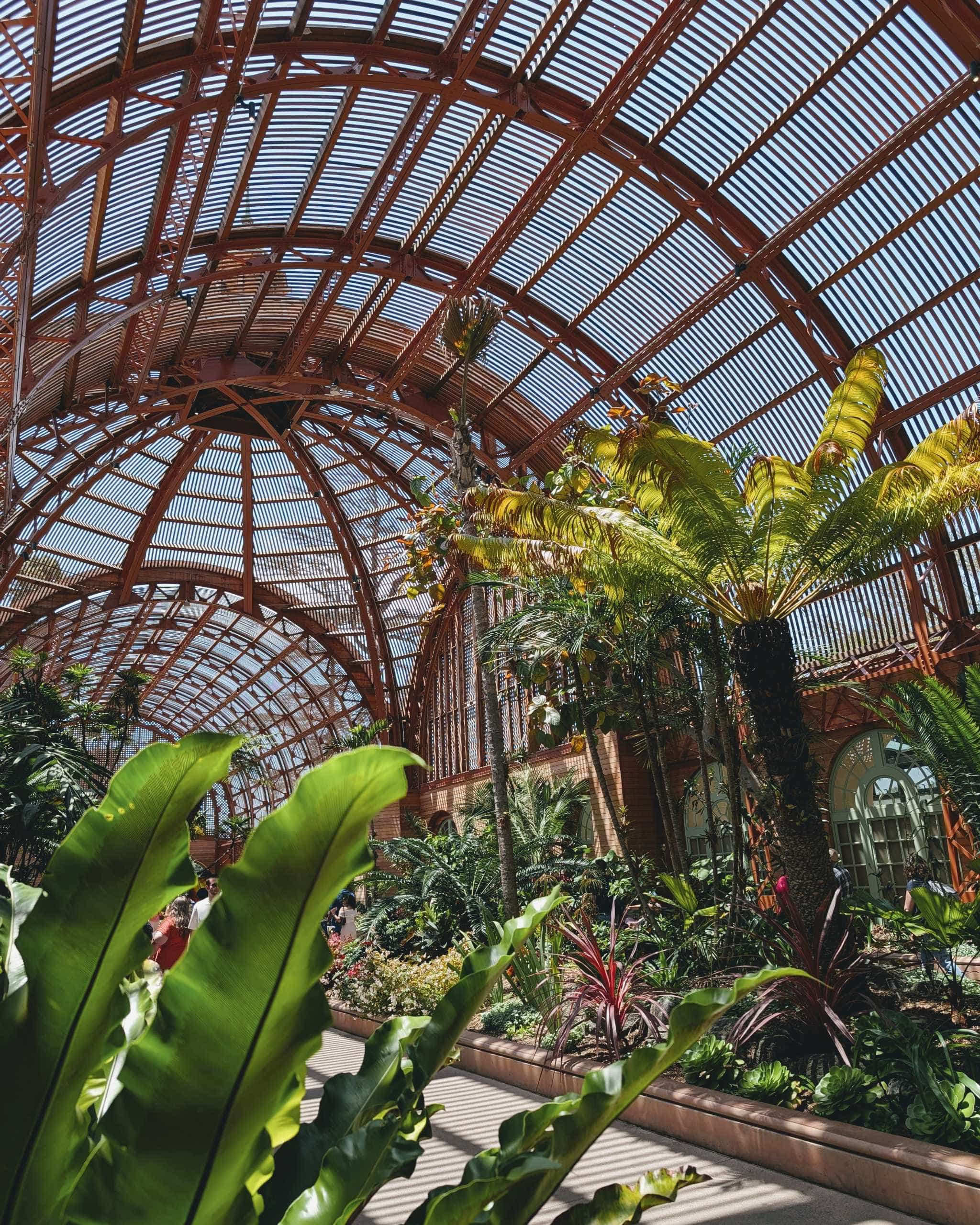 Inside of large arched shade structure with ferns and palms growing. and palm trees.