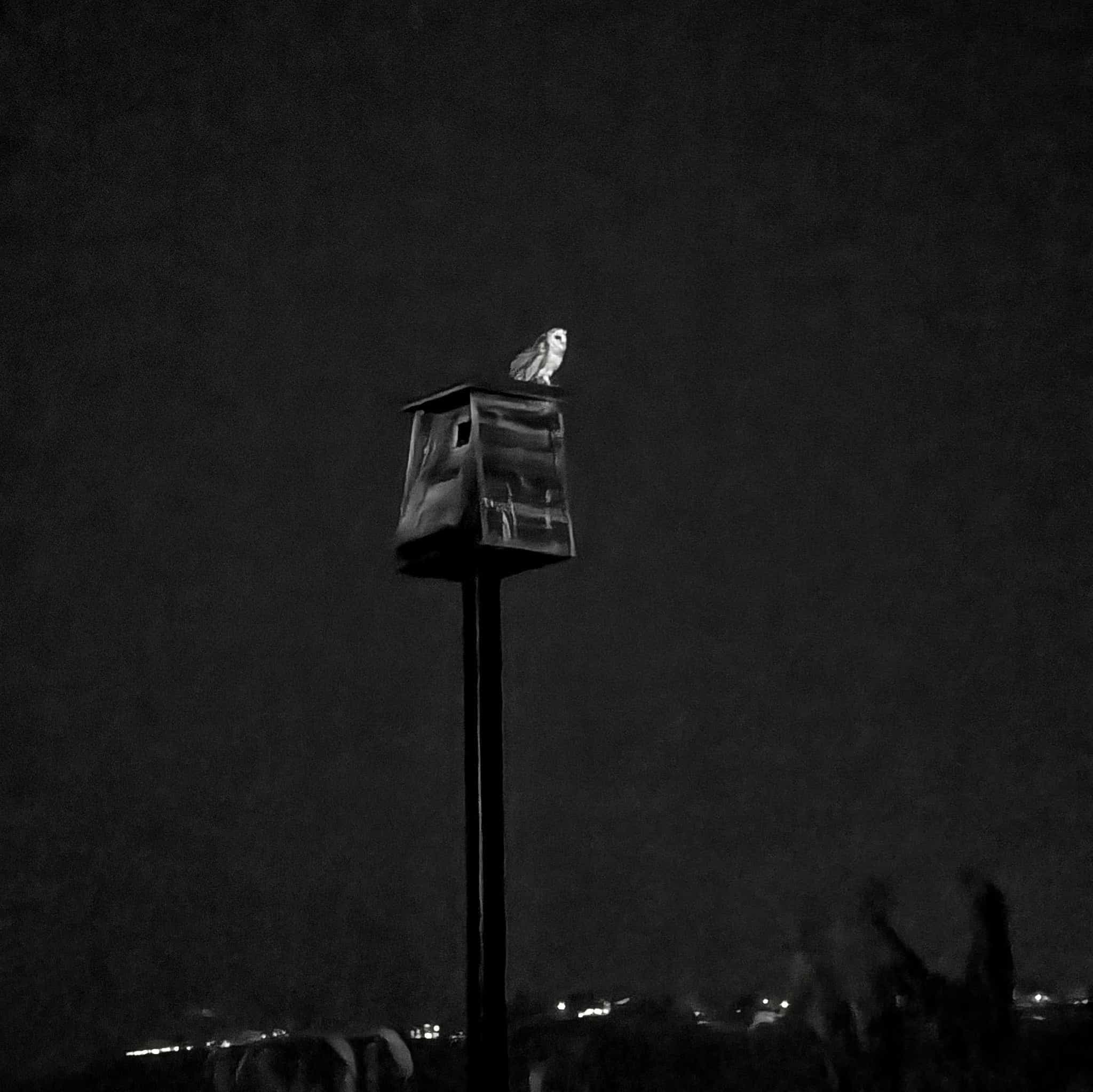 night photo of a white owl on a nesting box.