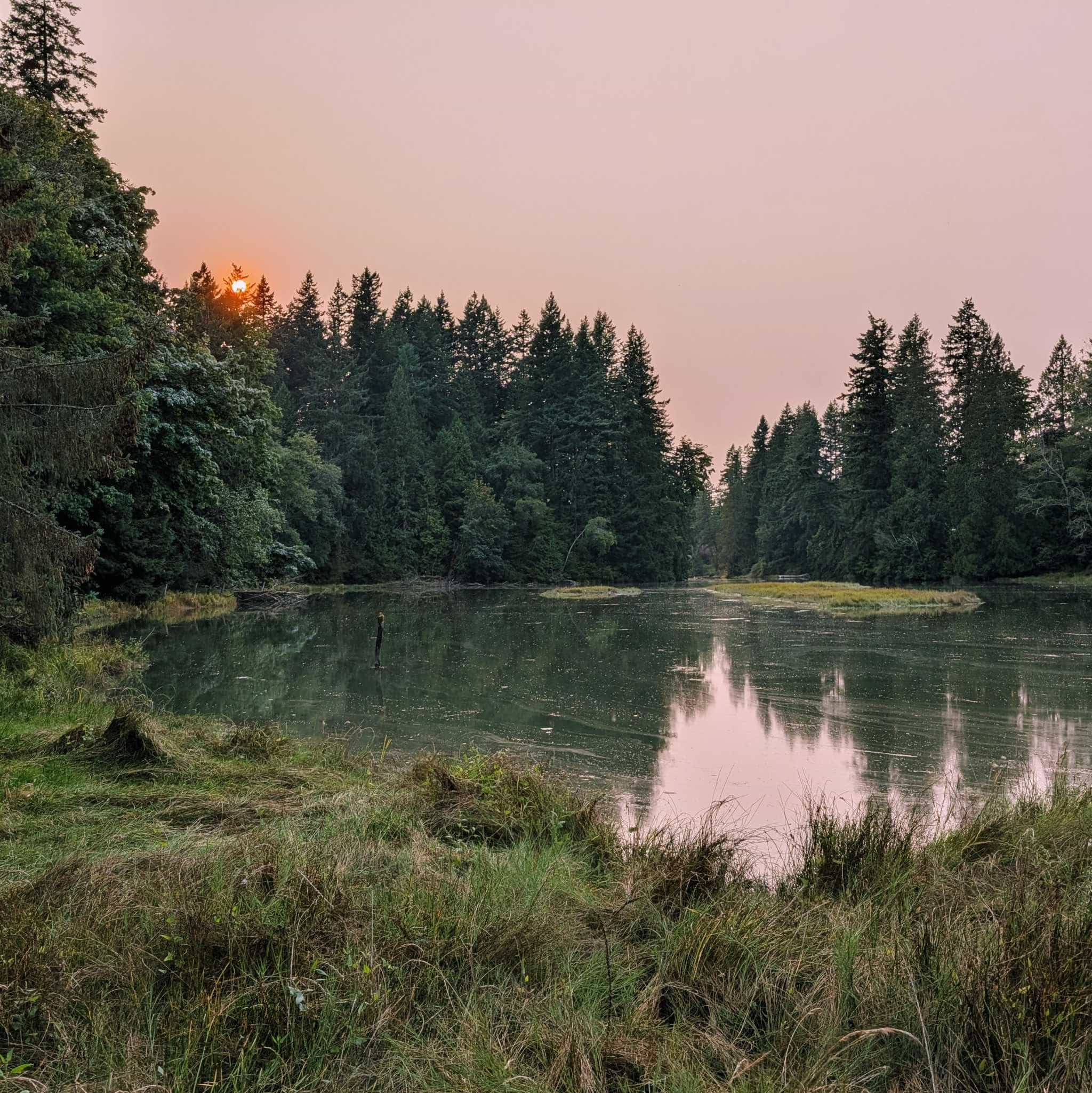 A still, full, marshy creek surrounded by grasses and pine trees. The red sun is seen through the tree tops and the reflection of the pale sunset is visible on the water.