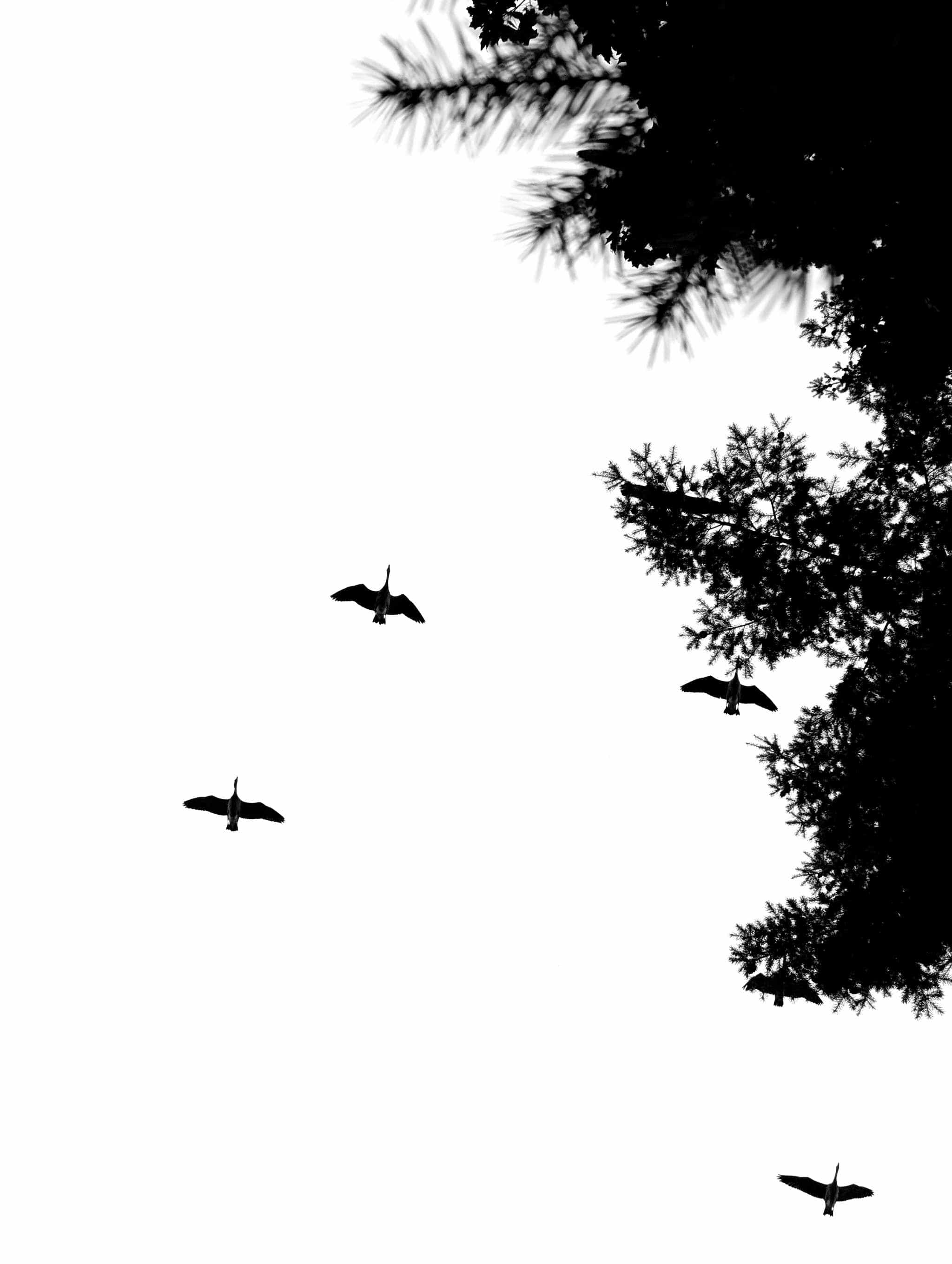 black and white photo of geese flying overhead of some pine branches in migration formation like when they fly south in the fall.