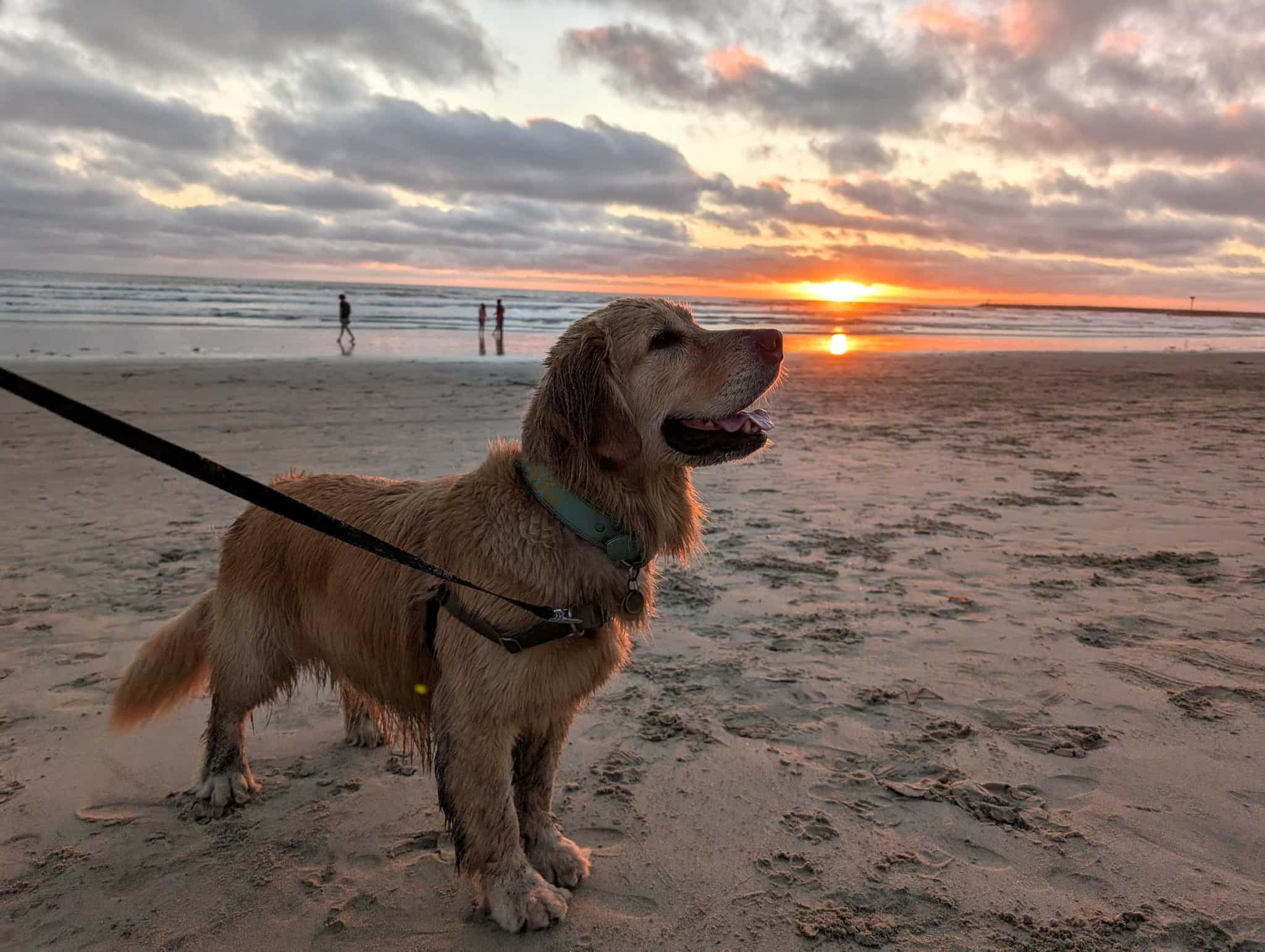 A wet, happy dog on a beach with the sun setting in the background