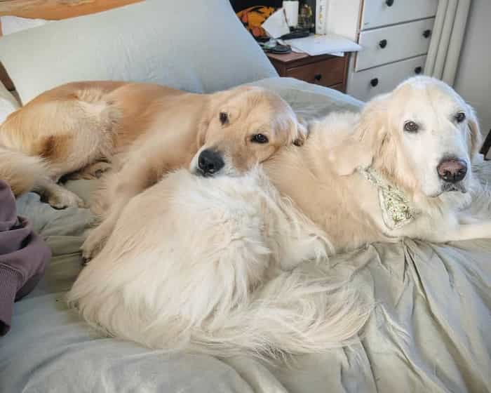 two golden retriever dogs laying next to each other on a bed.