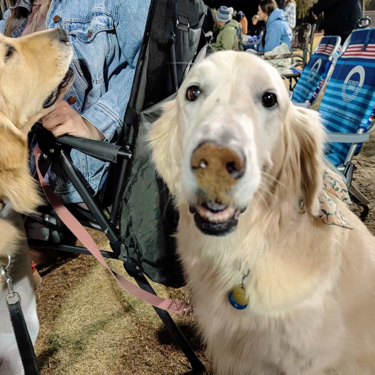 A blurry photo of a dog in front of camp chairs looking goofy with dirt on her nose.