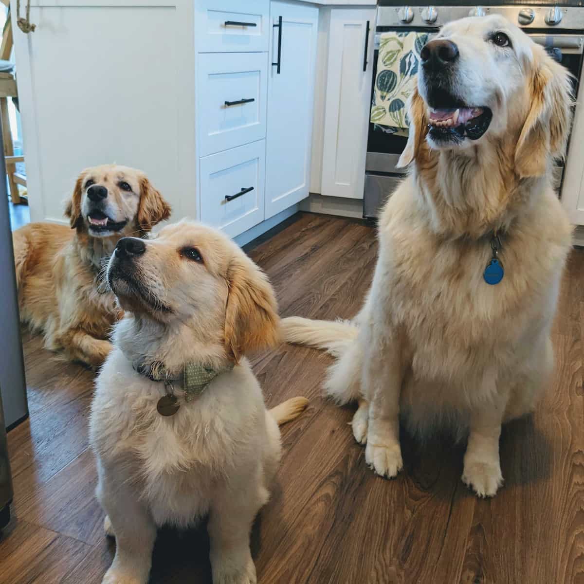 Three golden retriever dogs, including one small puppy standing together in a kitchen looking up in the same direction.
