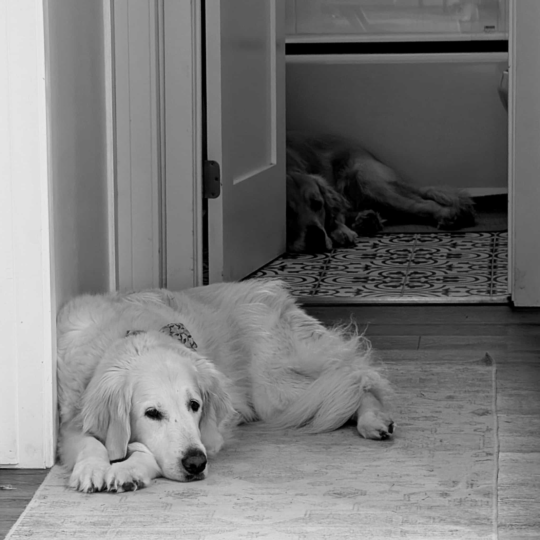 A black and white photo of a white dog on the floor of a hallway with another dog in the same position in the background.