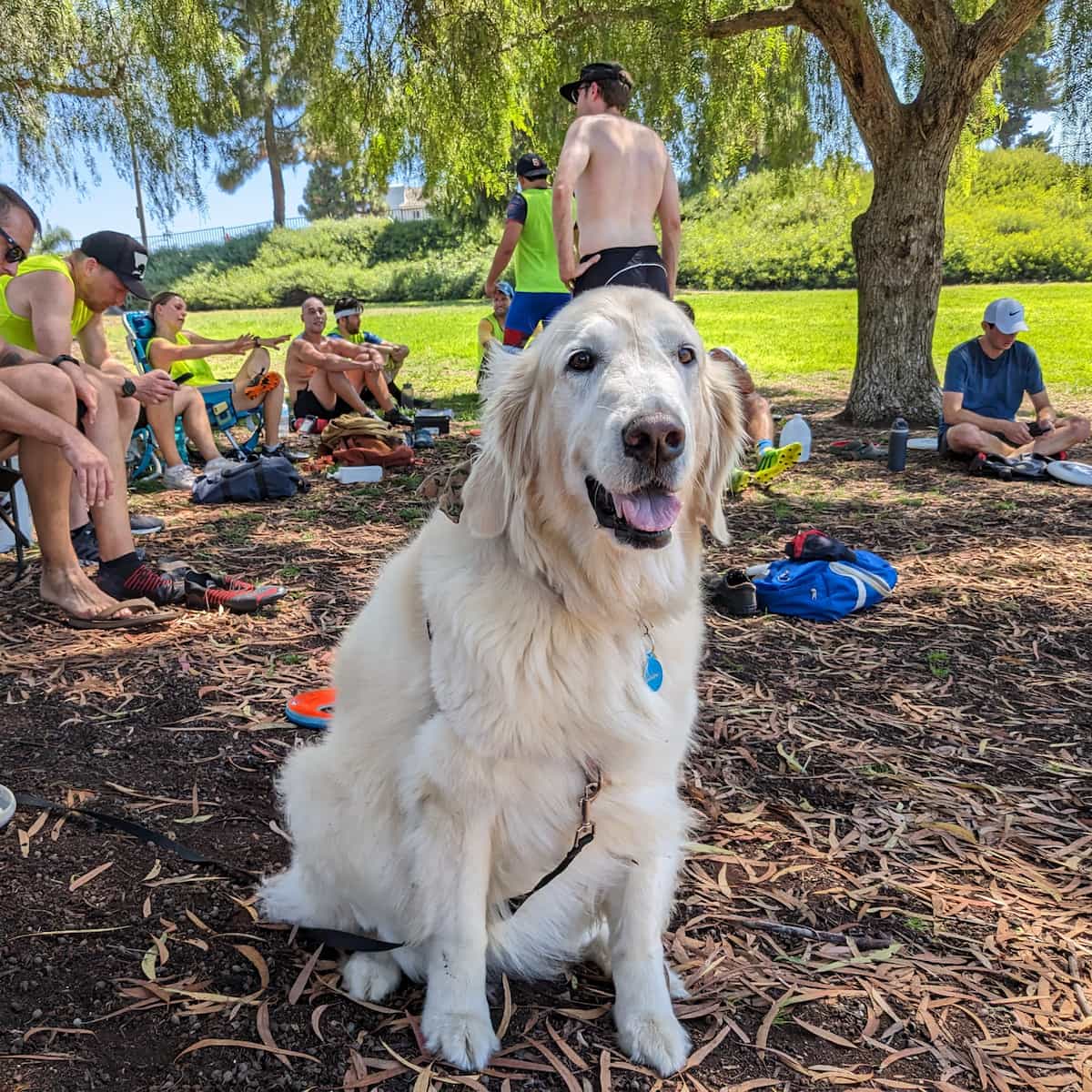 A dog smiling at a park in front of people taking a break in athletic clothes.