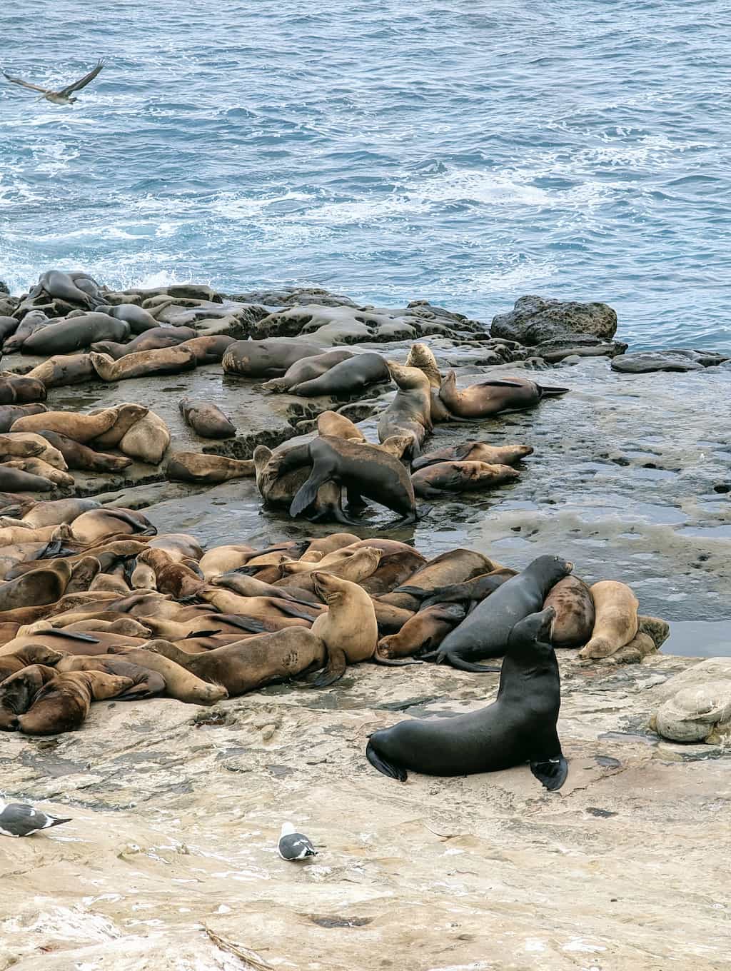 Flat rock shoreline with a pile of dozens of sea lions, some sleeping, others fighting, a large male stands in the foreground.