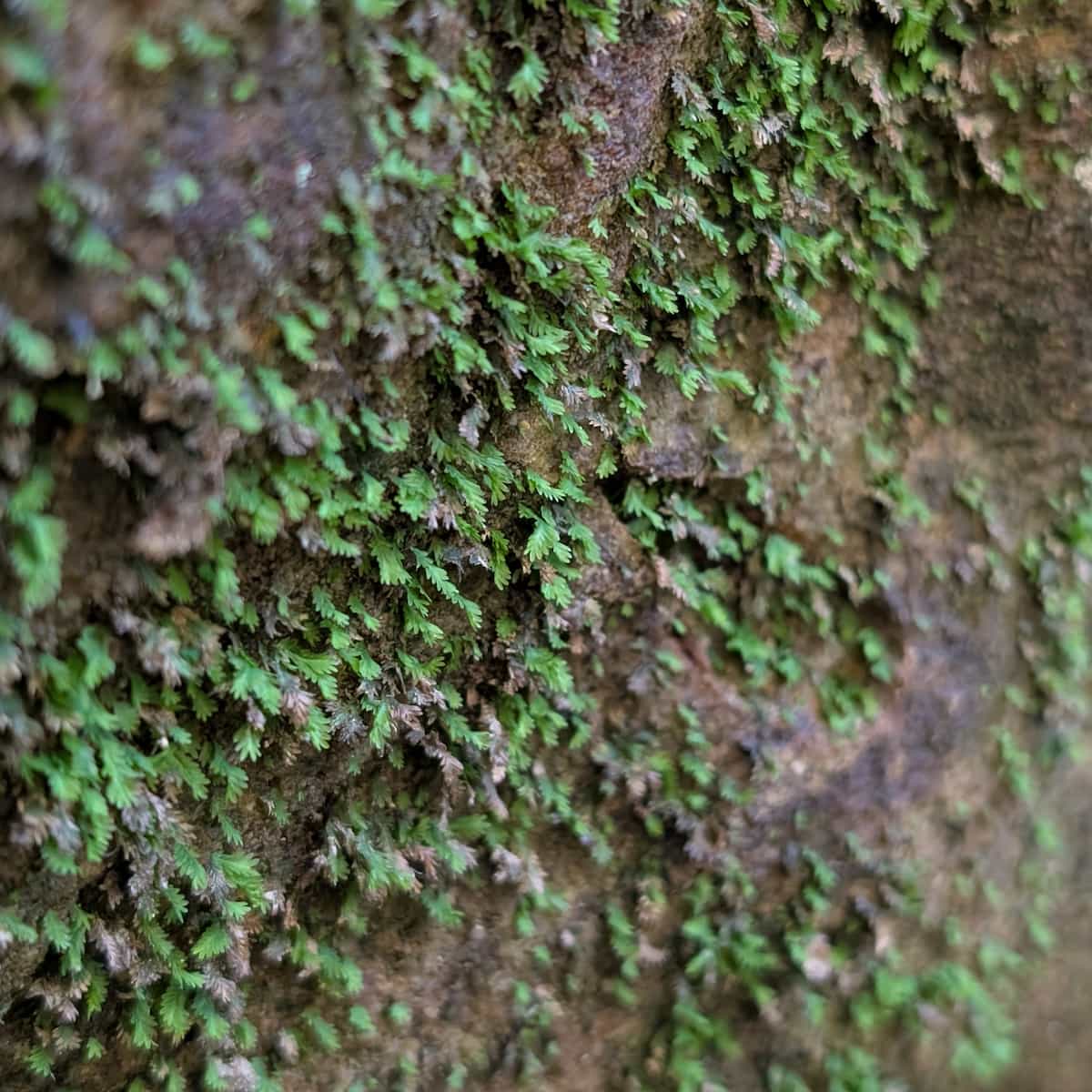 Small fern-like plants growing out of a wall in a closeup photo.