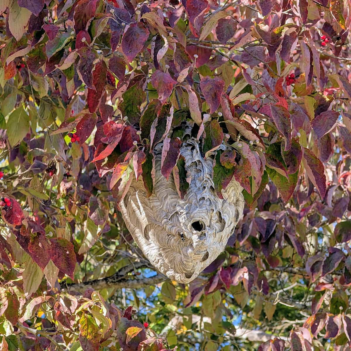 A large conical wasp nest hanging from a tree with red leaves.