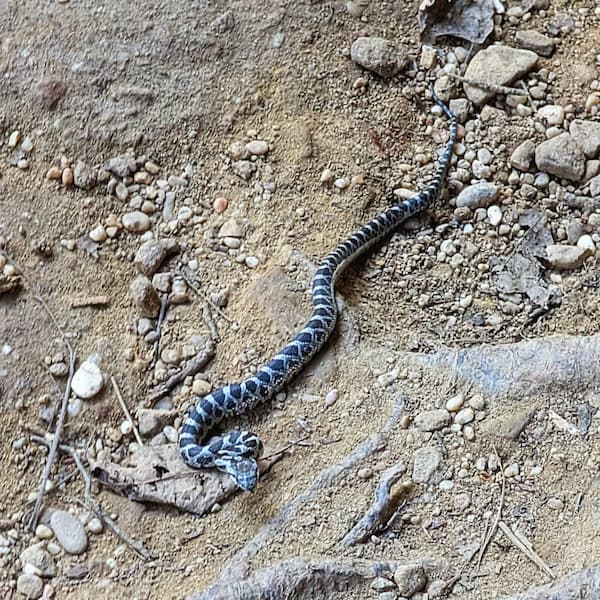 A small black and white snake on a dirt trail.
