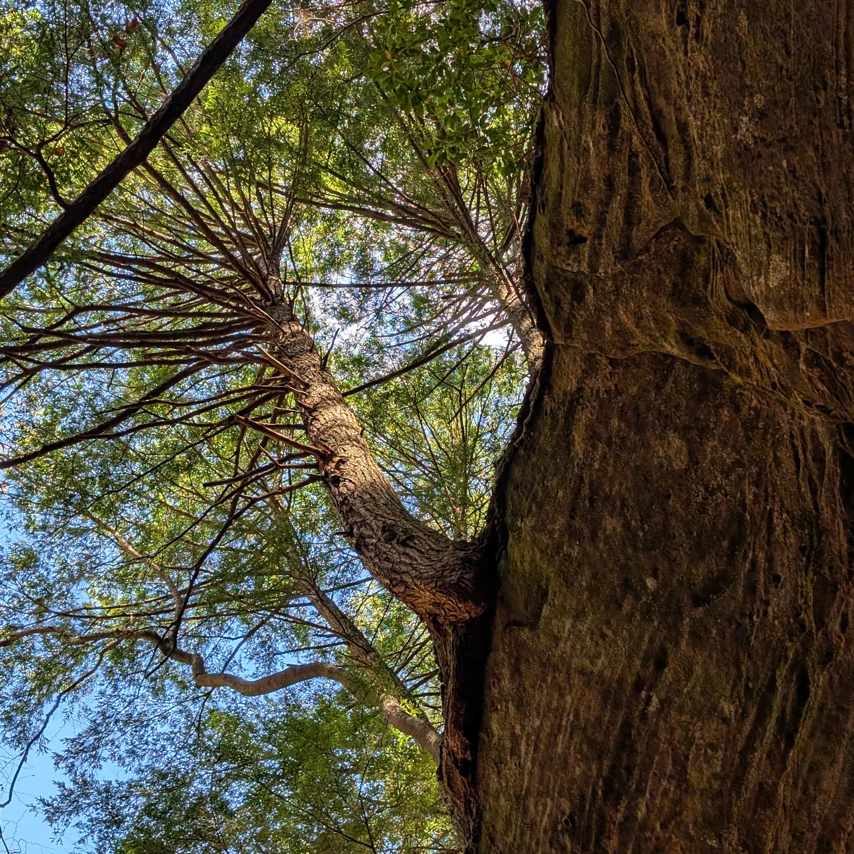 A tree whose trunk bends out over the edge of a cliff before climbing up.