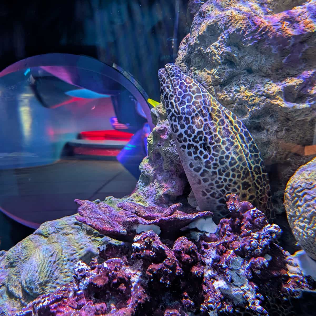 A large eel sticking its head out from some rocks in an enclosure.