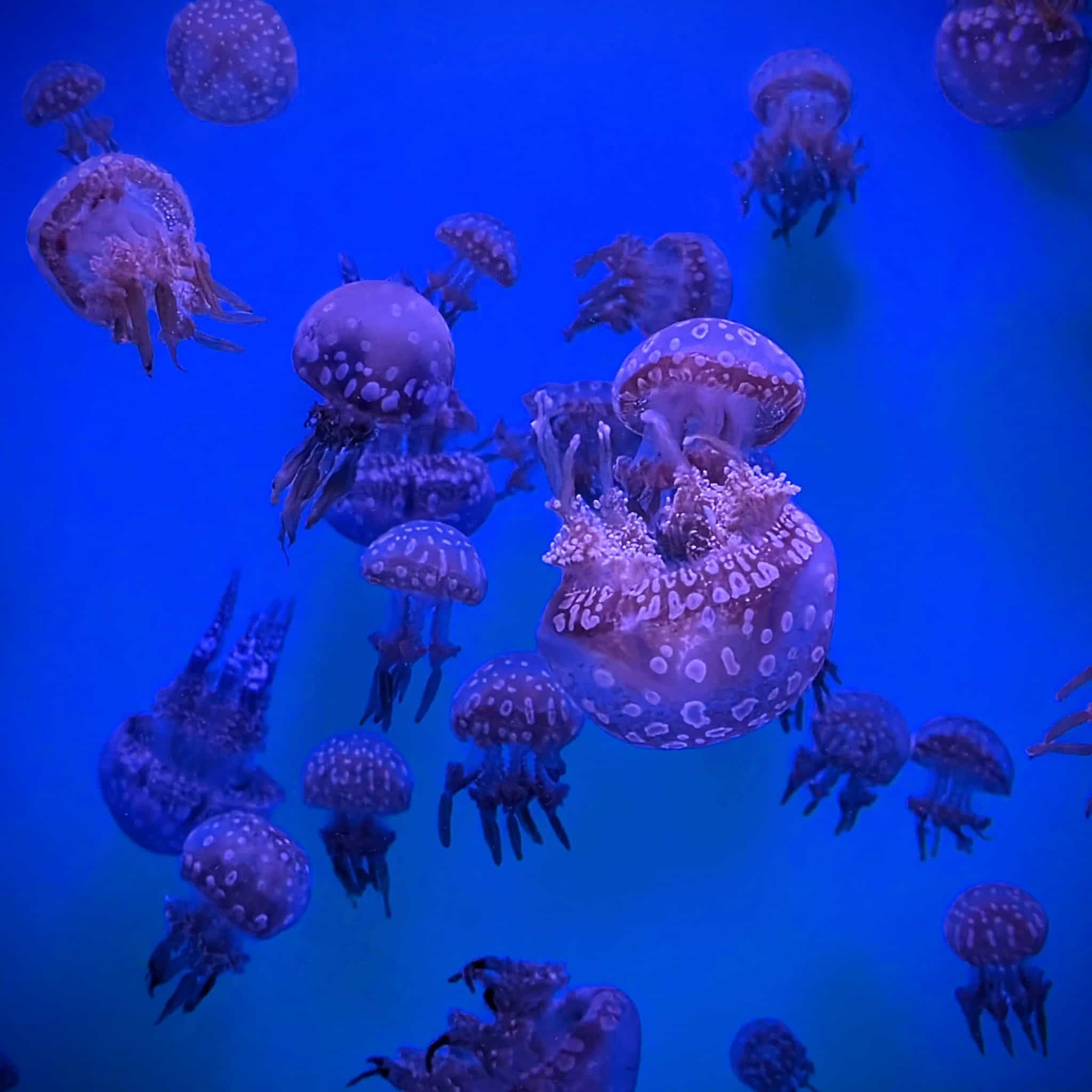 Jellyfish floating in a dark, blue aquarium.