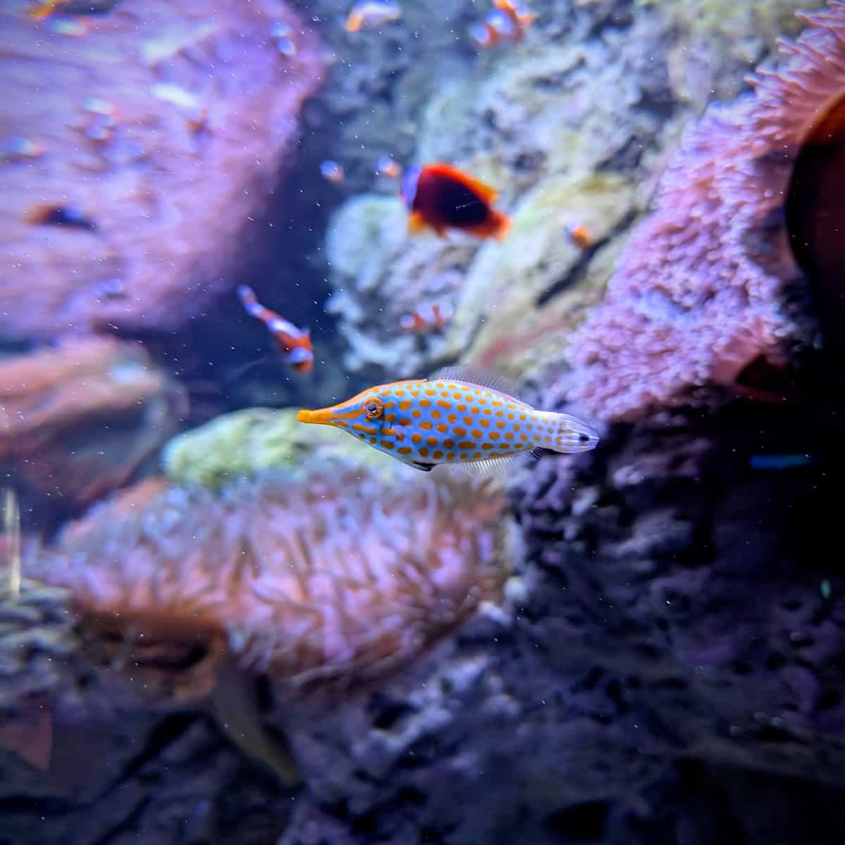 A small fish with a log pointy nose.