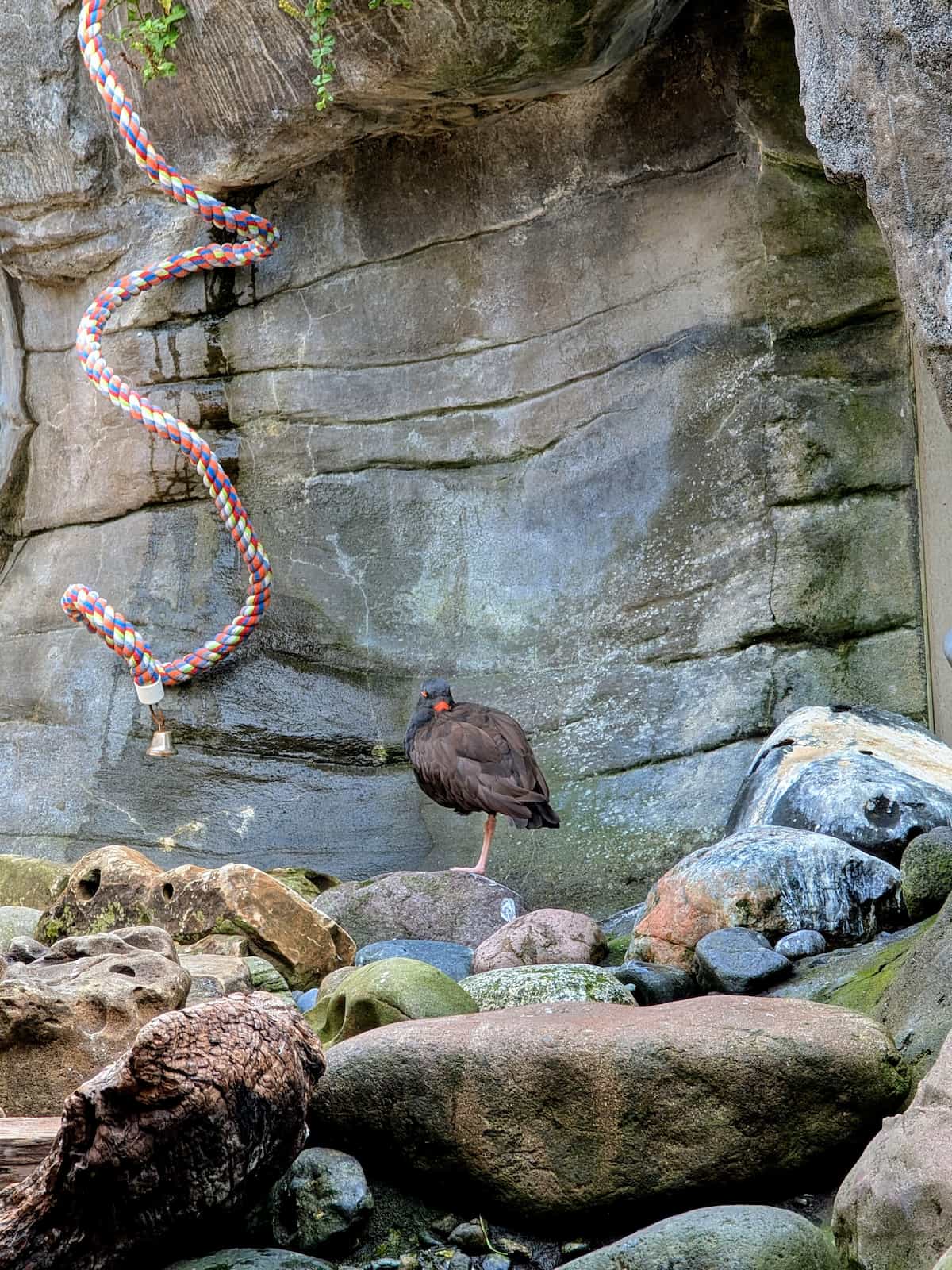 An oystercatcher bird sleeping in an exhibit on some rocks.