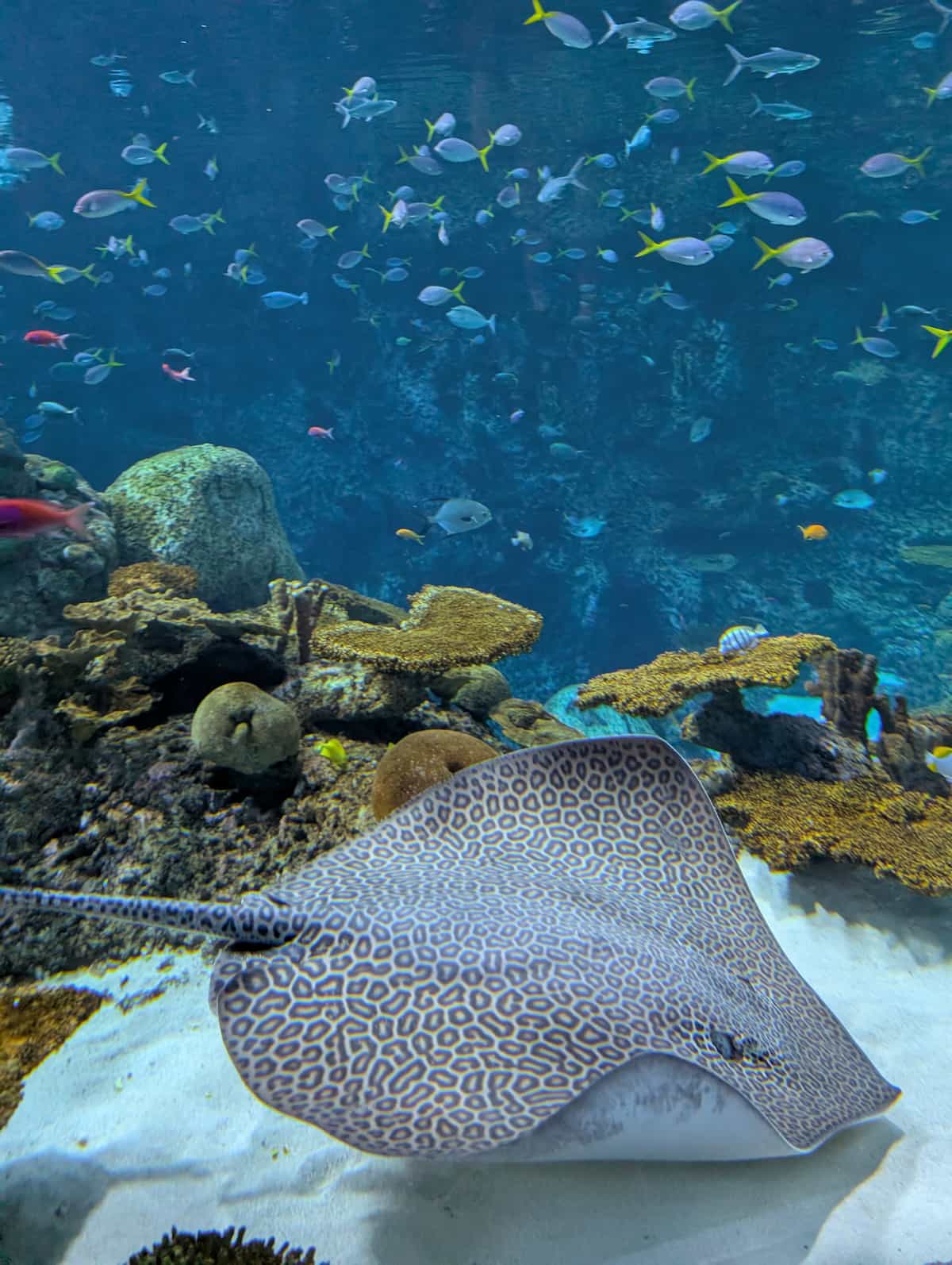 A spotted ray swiming in front of a reef with more fish in the background.