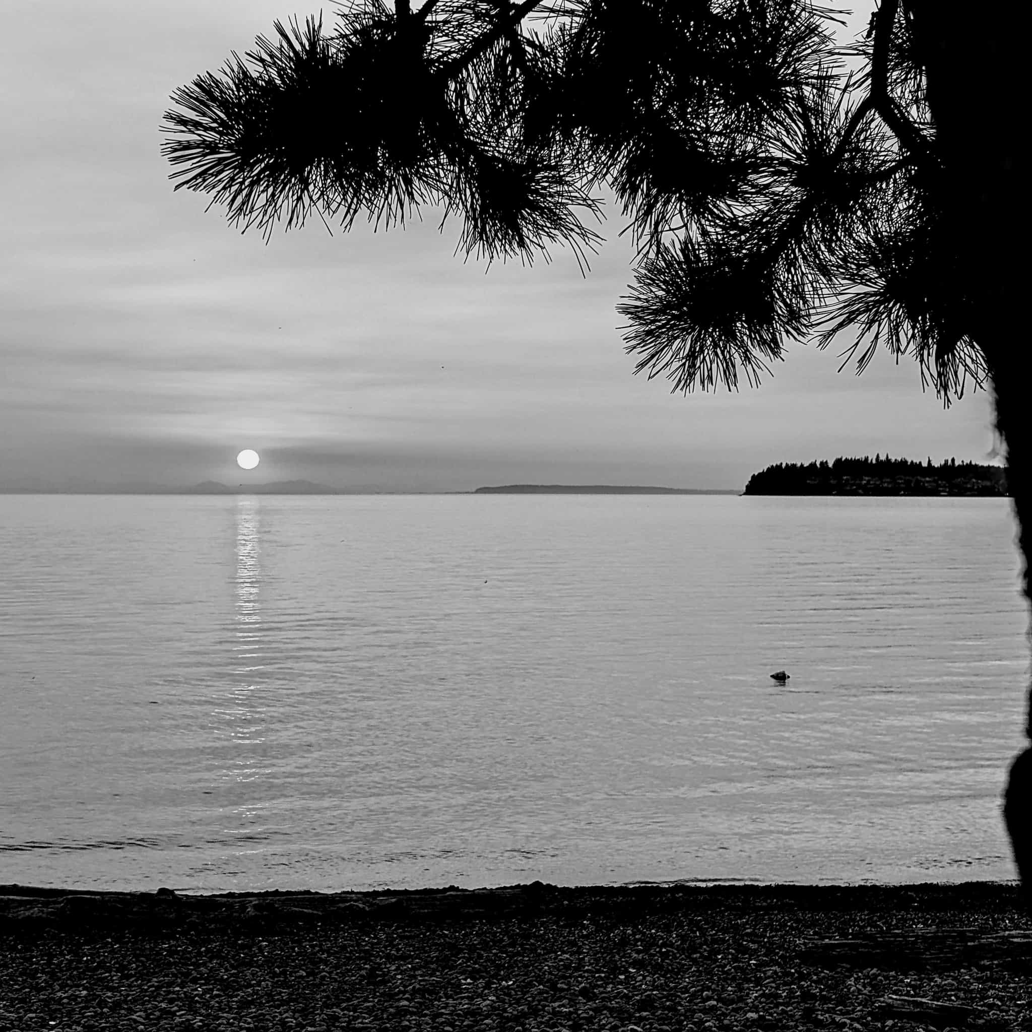 Silhouette of a pine trunk in front of a sunset over a body of water contrasting the light water, sky, and sun with the dark shoreline, tree, and distant land.