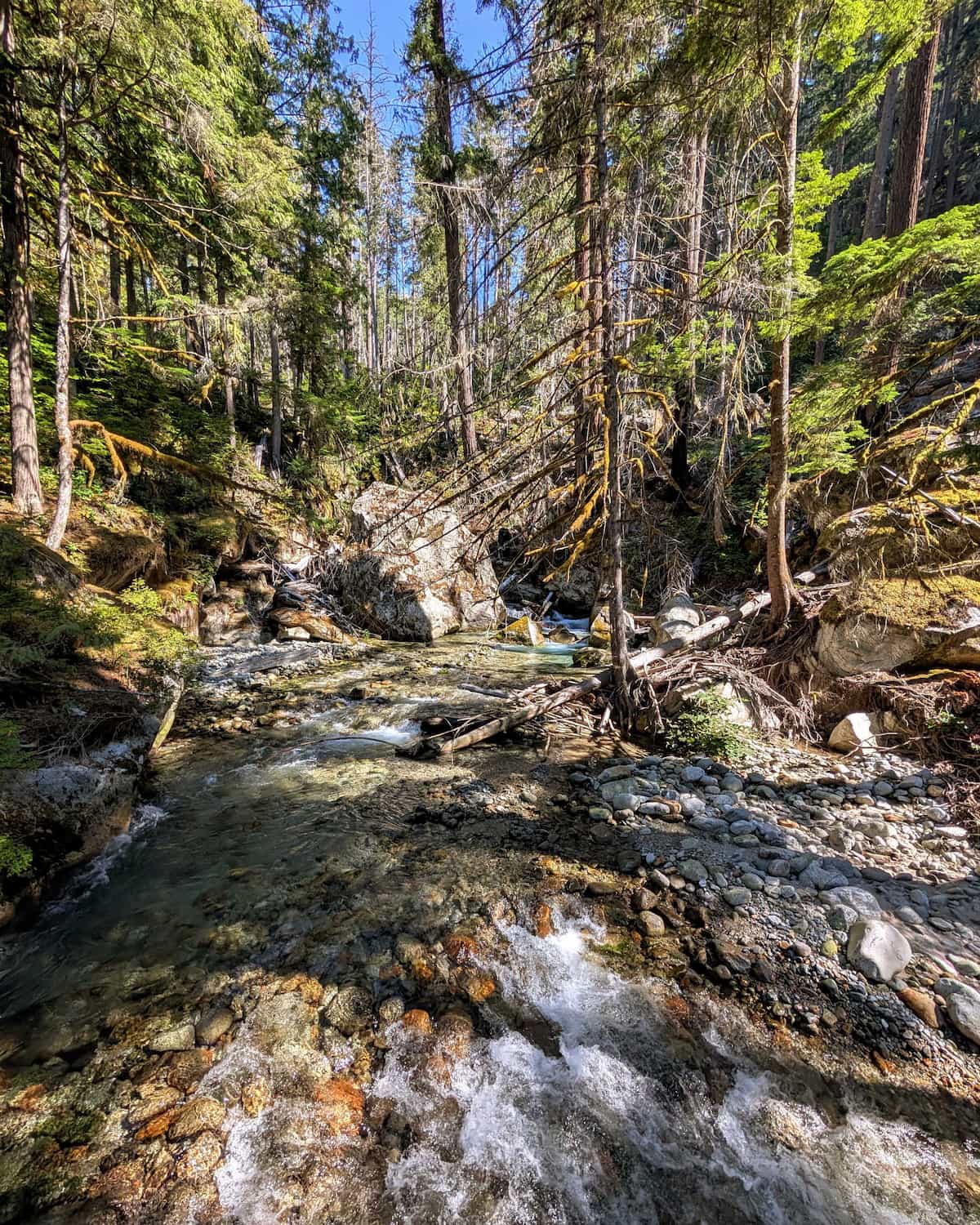A wide streambed washing through an evergreen forest.