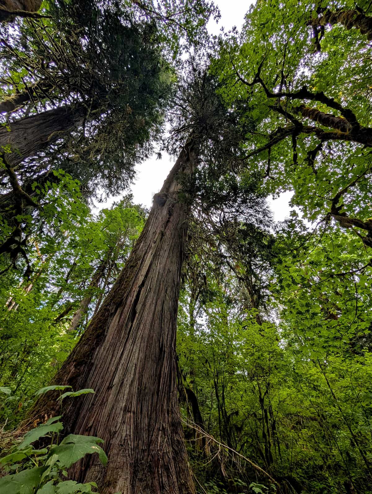 A large evergreen tree 12 ft in diameter rising impressively up to the sky.