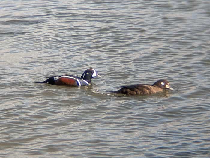 Two ducks in the water, one with bold gray, brown, and white patterns.