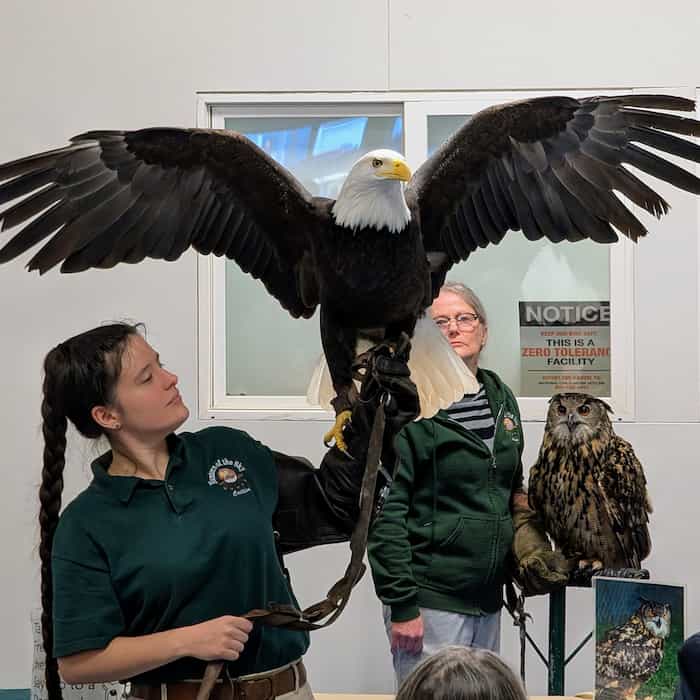 A woman with a bald eagle resting on her gloved hand, with a large Eurasian Eagle Owl in the background.