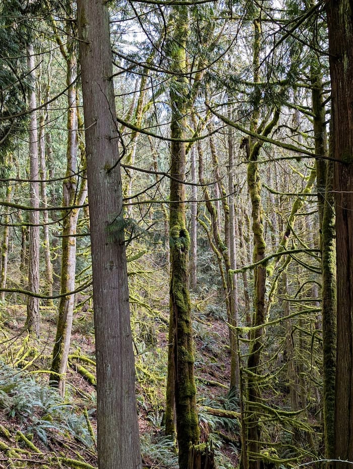 Photo of a thick forest of trees covered in moss which lights up with the filtered sunlight.