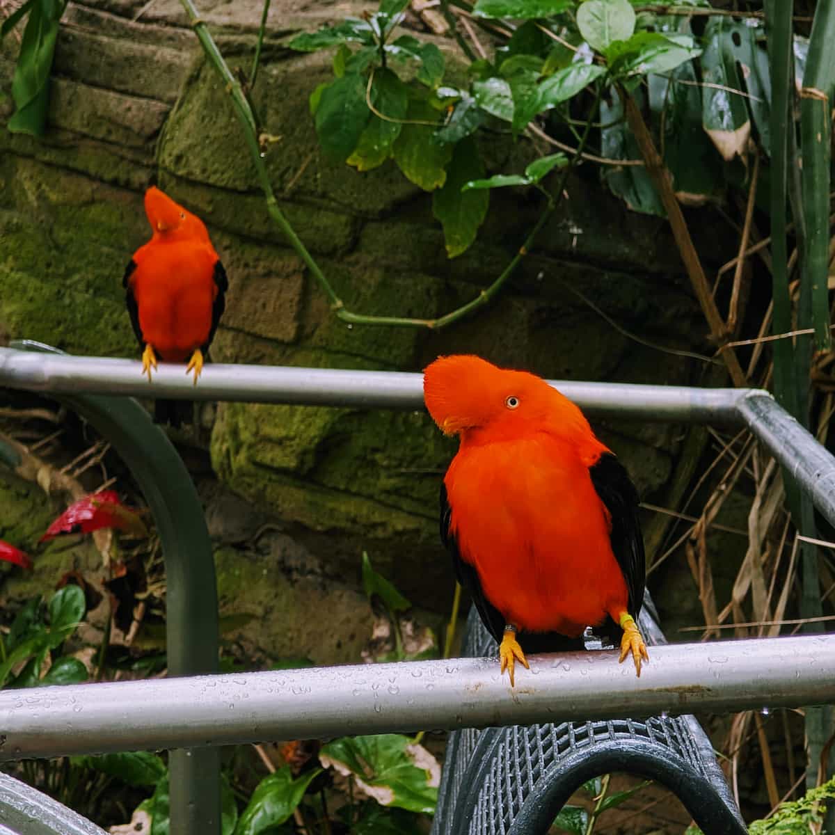 Two bright orange birds sitting on railings looking at the camera