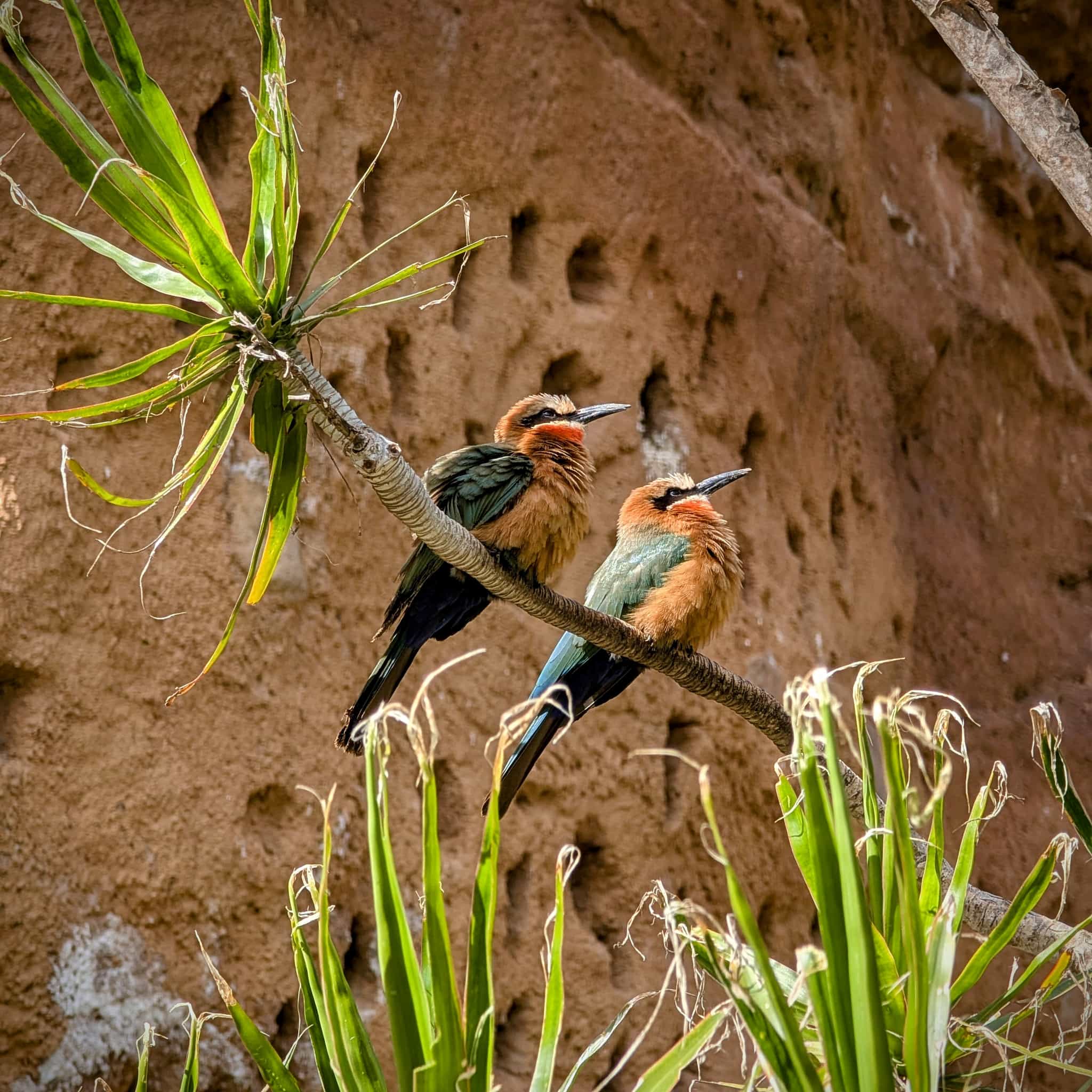 Two colorful birds with long bills on a branch