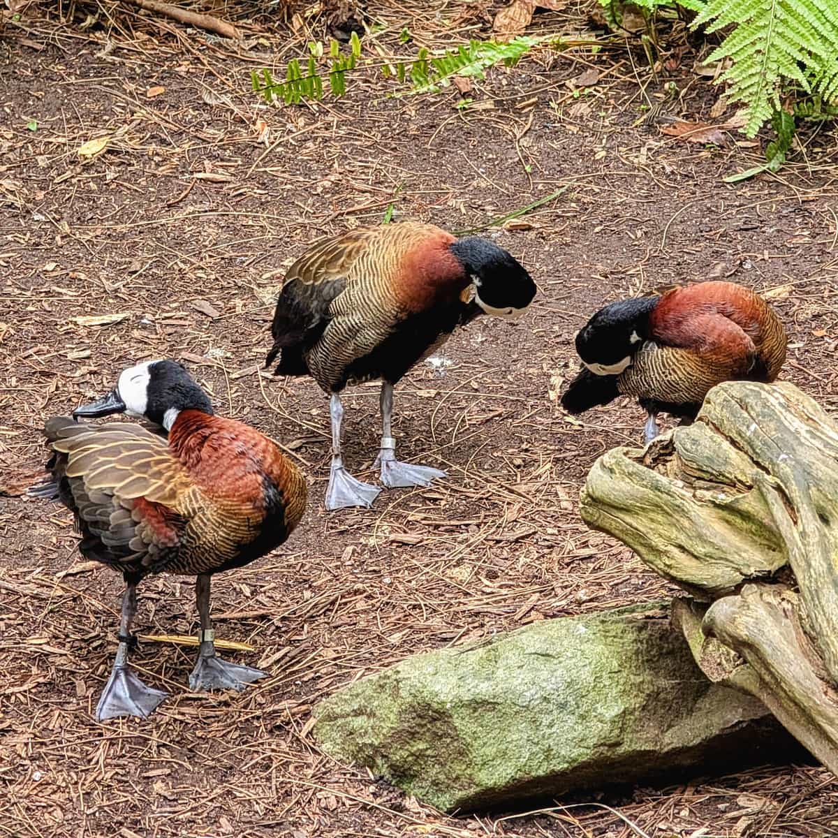 Three brown and white ducks folded over attending to their feathers