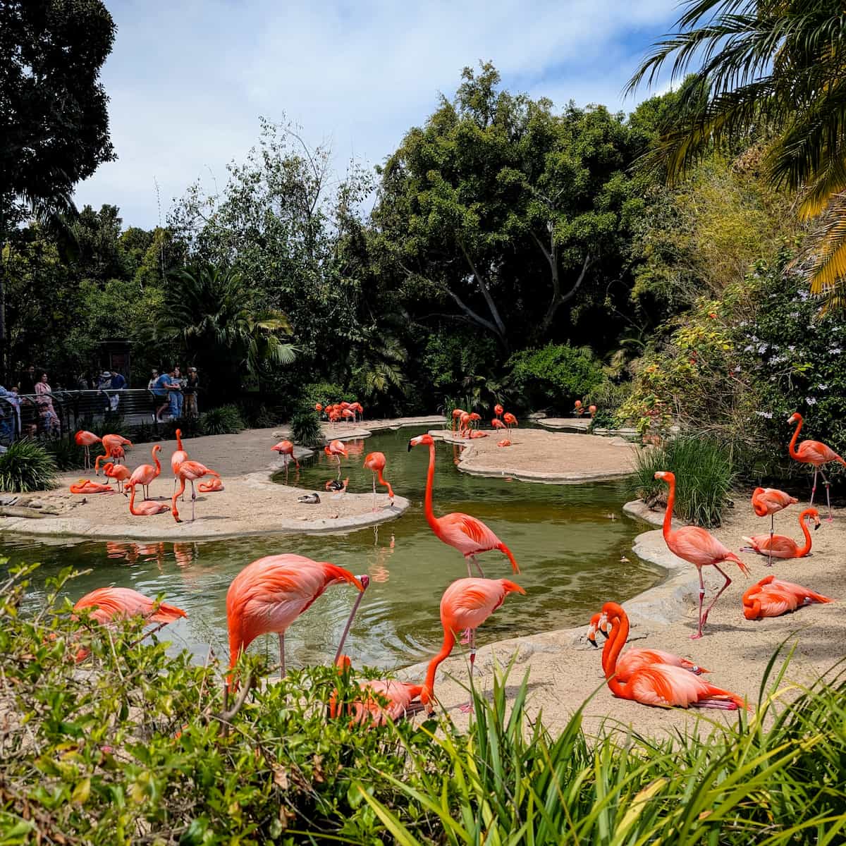 Small pond surrounded by a railing full of bright pink flamingos.
