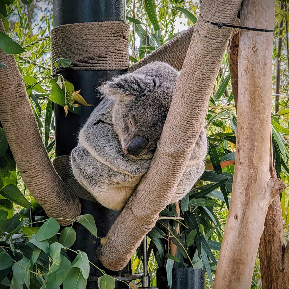 Koala bear sleeping in a fake tree with Eucalyptus leaves.