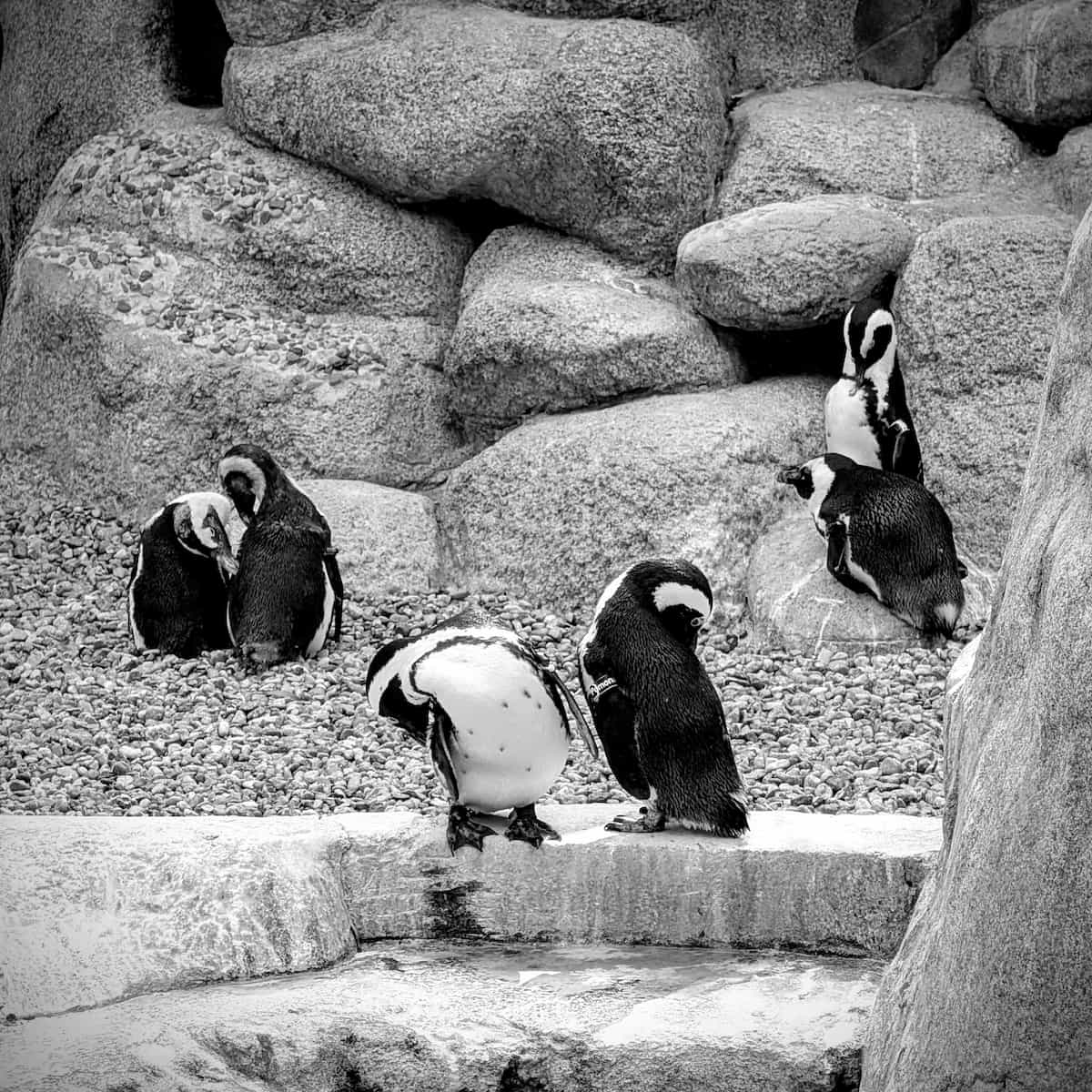 6 penguins folded over also nibbling on their feathers in a black and white photo