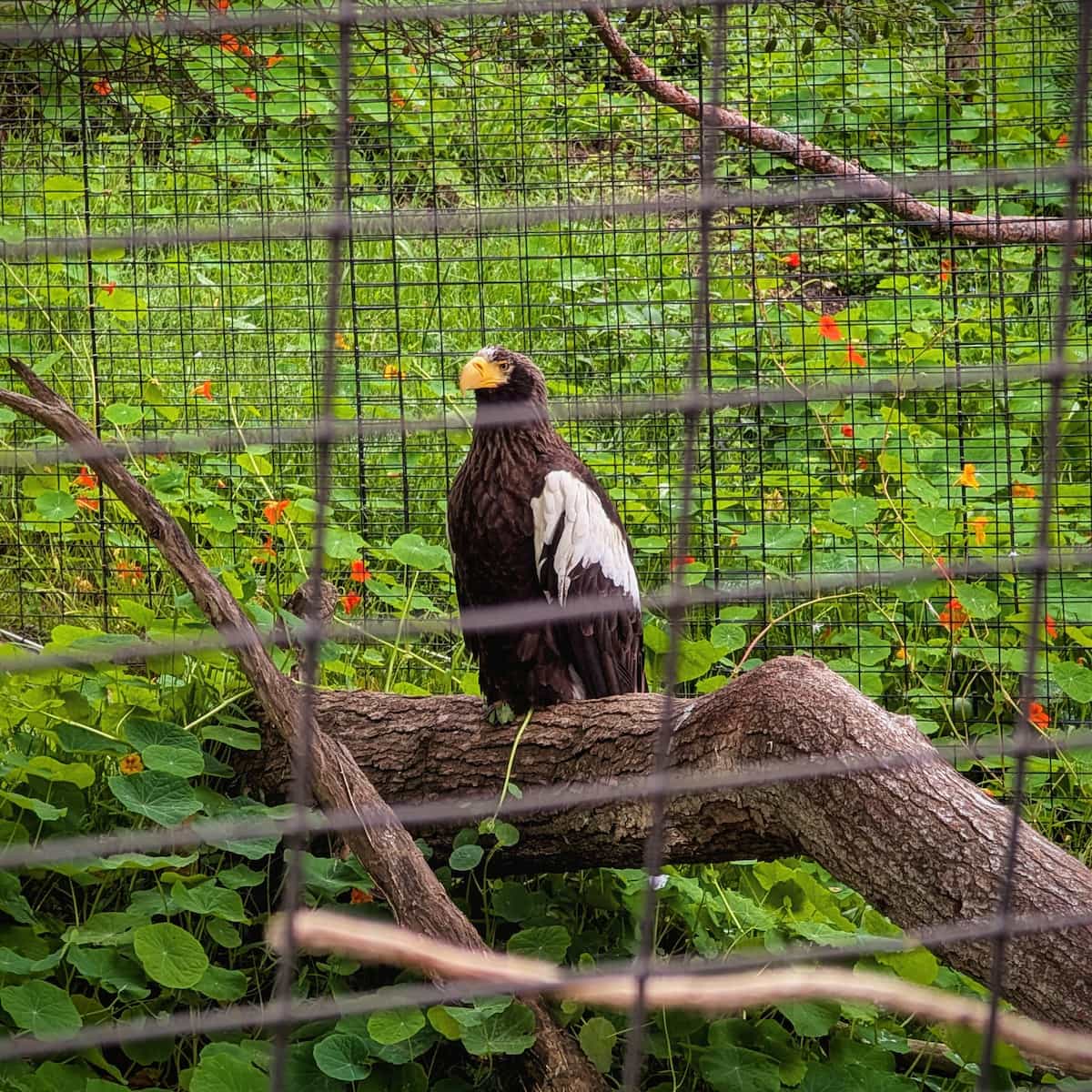 Large brown eagle with white on wing standing on a log above plants covering the ground