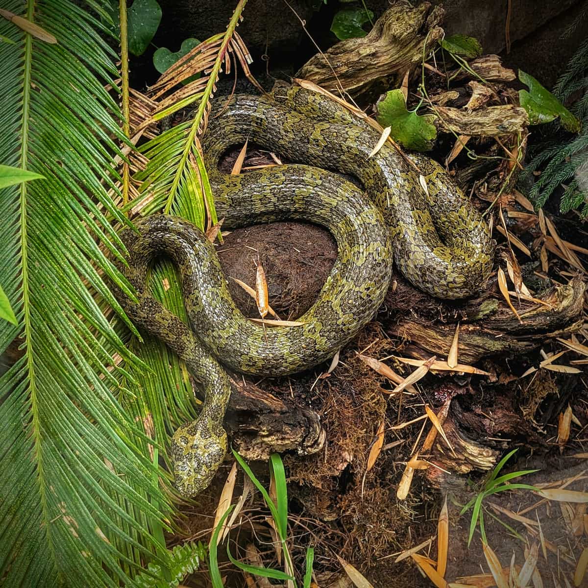 Dark green snake curving around a rounded rock under a palm branch