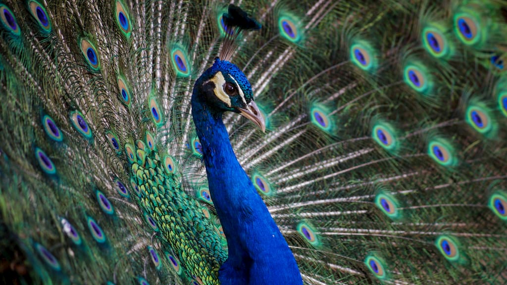 peacock