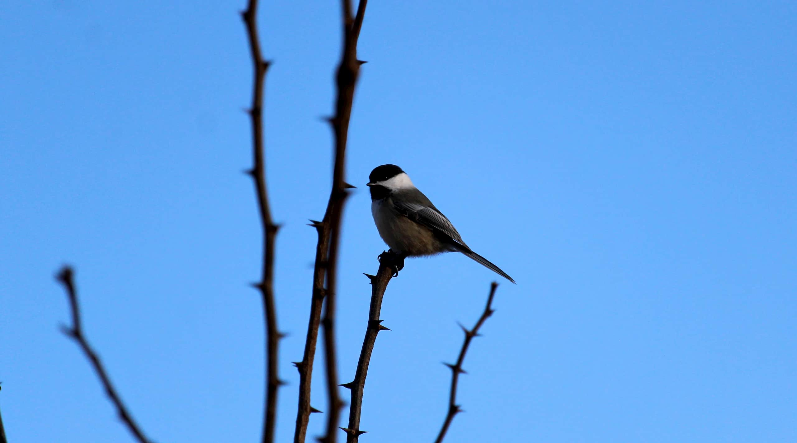 Dark, round bird with a white face and black cap on a thorny branch