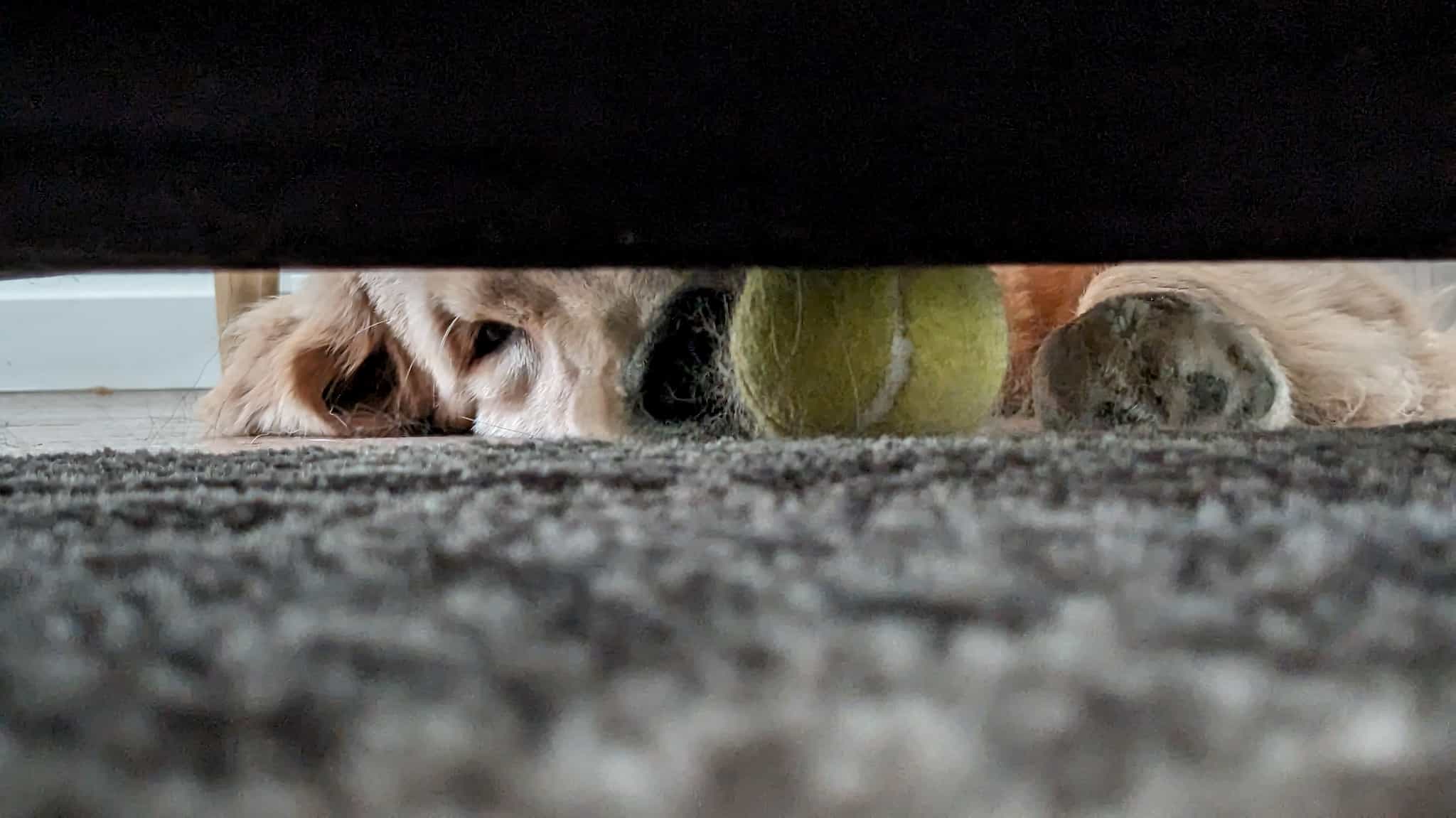 A dog reaching for a ball under a couch as seen from the other side.