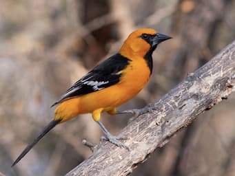 orange bird with black wing and mask