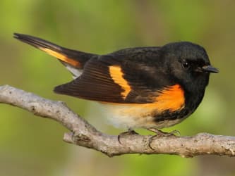 Round, black songbird with orange stripes on wings.