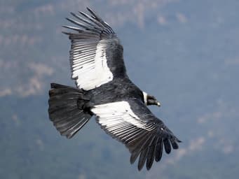 large bird seen soaring from above that is all black except white patches on the wings and around the neck