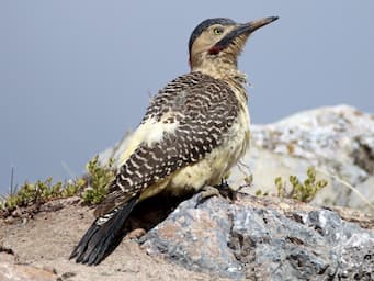 speckled bird with long body standing on a rock