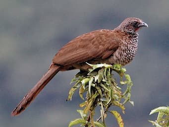 brown, plump bird sitting on the top of a branch