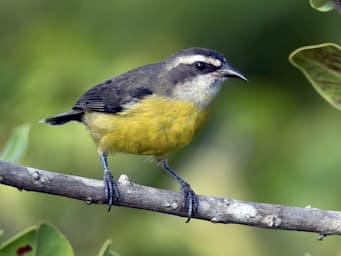 bird with yellow belly, dark gray body, and gray and white stripes on head